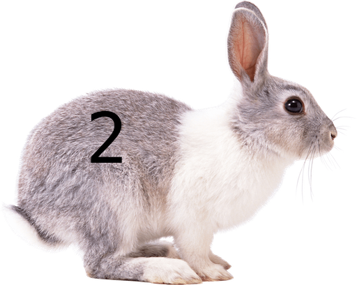 Rabbit 2