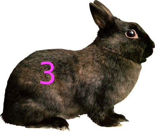 Rabbit 3