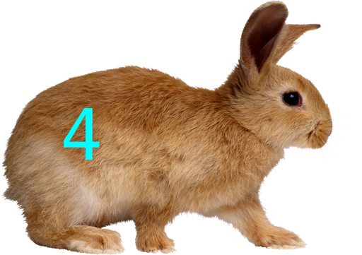 Rabbit 4